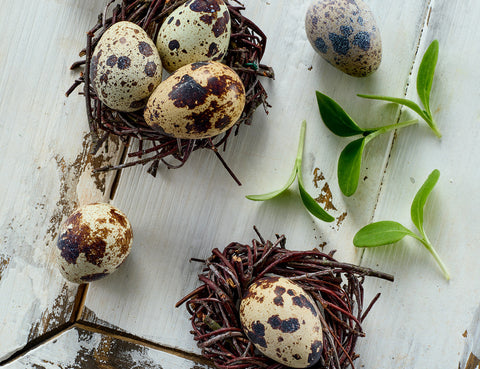 Pynt dit påskebord med vagtelæg i rede